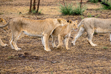 lioness and cubs