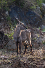 Antelope standing on a rock in the morning sunlight