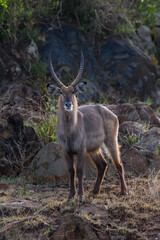 Antelope standing on a rock in the morning sunlight