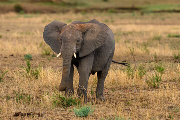 Young Elephant in the savannah