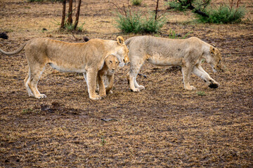 lioness with cubs