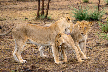 lioness with cubs