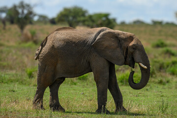 Elephant in the wild grumeti park