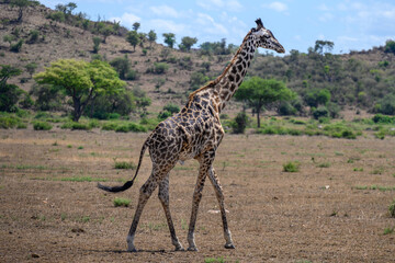 young giraffe in the savannah