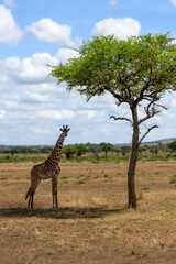 giraffe in the serengeti