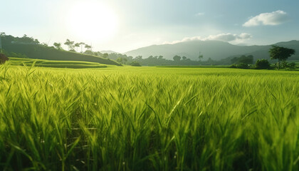 Rice Farm, Grows and harvests rice crops - obrazy, fototapety, plakaty