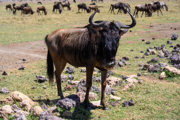 wildebeest in the serengeti park - obrazy, fototapety, plakaty