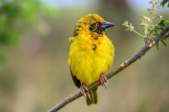 Weaver bird in Ngorongoro parc 