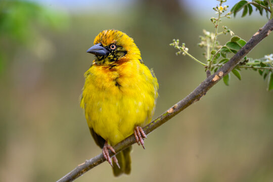 Weaver bird in Ngorongoro parc 