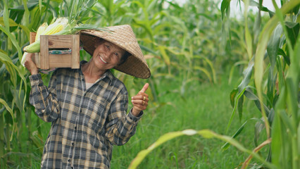 Senior woman farmers harvesting corn during the agricultural season, increasing income.