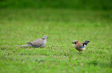 Eurasian collared dove and eurasian jay walk in the green grass around the feeder with seeds