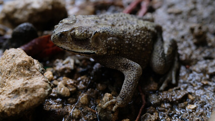 Common toad on rocks in nature