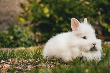 rabbit in the grass