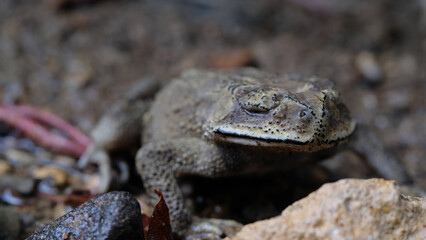 Common toad on rocks in nature