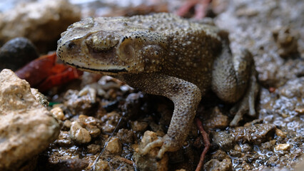 Common toad on rocks in nature