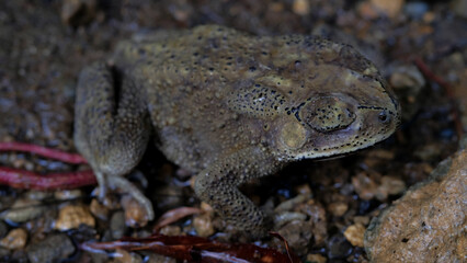 Common toad on rocks in nature