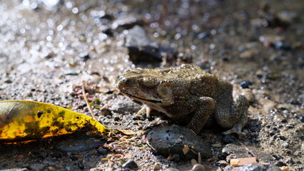 Common toads in puddles in nature