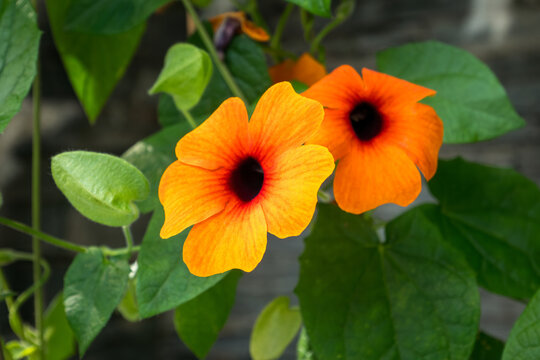 Schwarz&auml;ugige Susanne (Thunbergia alata), Rankpflanze, auf der Insel Mainau, Bodensee, Baden-W&uuml;rttemberg, Deutschland, Europa