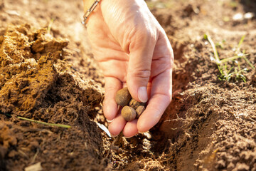 Farmer's hands plant seeds in the ground in the morning light.