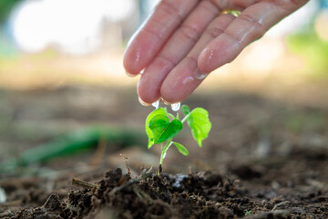 A farmer's hand is dripping water onto a young plant.