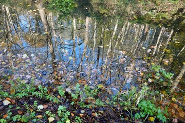 Trees reflected in still waters with leaves floating by. Derbyshire, England, UK.