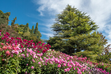 Blühende Dahlien (Dahlia) auf der Insel Mainau, Bodensee, Baden-Württemberg, Deutschland, Europa