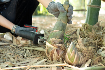 Farmer's hands are using a chainsaw to collect bamboo shoots.