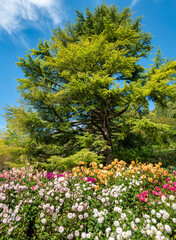 Blühende Dahlien (Dahlia) im Dahliengarten auf der Insel Mainau, Bodensee, Baden-Württemberg, Deutschland, Europa