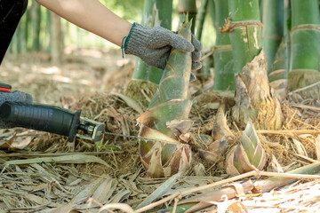 Farmer's hands are using a chainsaw to collect bamboo shoots.