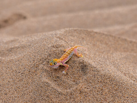  geco palmato (Pachydactylus rangei )