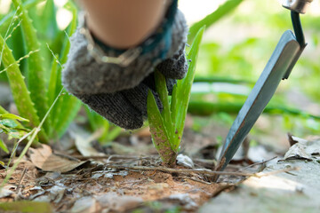 Farmer's hands are transplanting aloe vera seedlings.