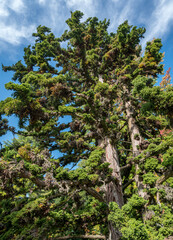 Fototapeta premium Japanische Sicheltanne, Cryptomeria japonica, Bandai Sugi, Familie Taxodiaceae, im Park auf der Insel Mainau, Bodensee, Baden-Württemberg, Deutschland, Europa