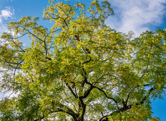 Obraz premium Schöner Baum im Park auf der Insel Mainau, Bodensee, Baden-Württemberg, Deutschland, Europa