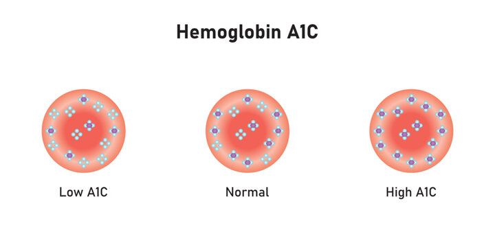 Hemoglobin A1c  Levels Scientific Design. Vector Illustration.