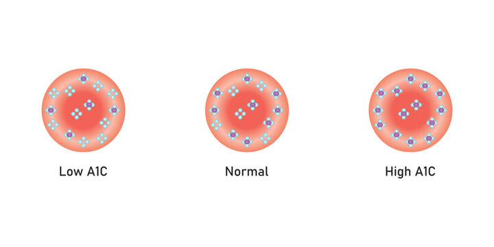Hemoglobin A1c  Levels Scientific Design. Vector Illustration.