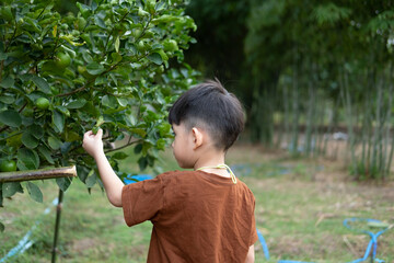 Asian boy looking at the produce of the lemon tree