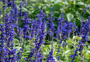 Fototapeta premium Mehliger Salbei, Salvia farinacea, Rhea Blue, Lamiaceae auf der Insel Mainau, Bodensee, Baden-Württemberg, Deutschland, Europa