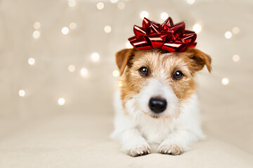 Happy cute new year holiday dog puppy looking with a gift bow on her head and christmas lights on the background.