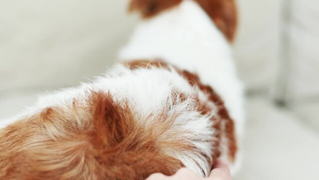 Owner's hand checking fleas and ticks in her dog's fur hair and skin. Pet care.