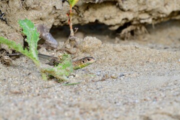 A baby of sand lizard comming from a sandy shelter on the river bank
