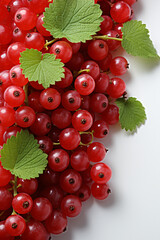 Portrait of currant. Ideal for your designs, banners or advertising graphics.