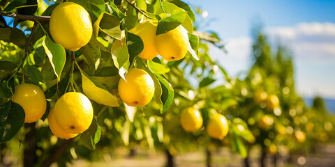 selective focus of ripe lemons hanging from a lemon tree (Citrus × limon) in an expansive lemon orchard with blurred background