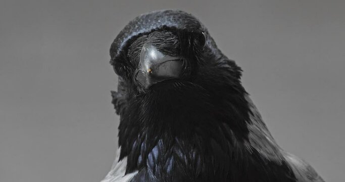 Close-up portrait of a Crow moving its head. Ornithology