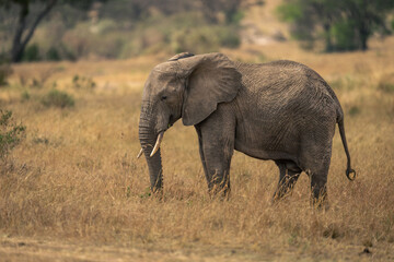 Obraz premium African bush elephant stands grazing on grass