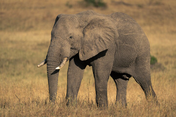 Fototapeta na wymiar African bush elephant stands in grass plain