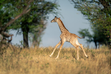 Baby Masai giraffe races through grassy clearing