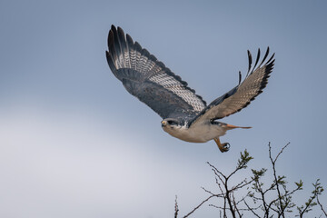 Augur buzzard flies over bush lifting wings