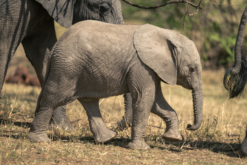 African bush elephant calf walks with herd