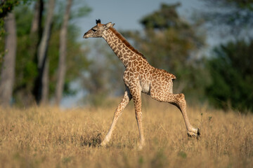 Baby Masai giraffe gallops through grassy clearing