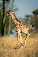 Baby Masai giraffe galloping through grassy clearing
